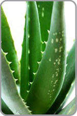 Aloe vera biologique de Bali
